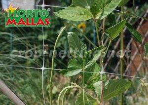 hortomallas trellis net used on garden for plant support