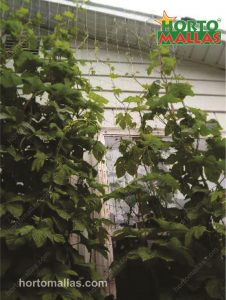 espalier mesh installed in a house