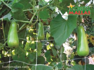 espalier net provide support to cropfield