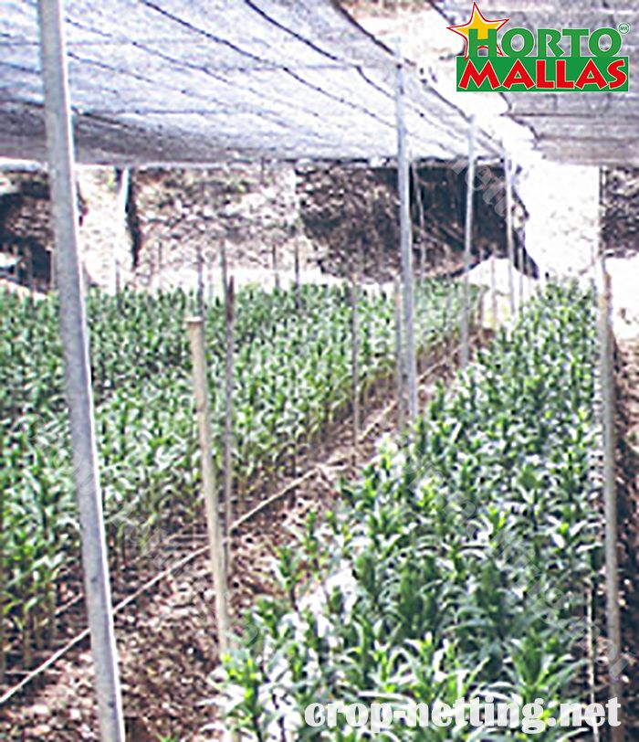 crop netting for tutoring and help to a good growth