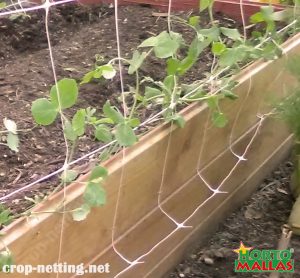 vertical trellis system used for provide support in the plant growth