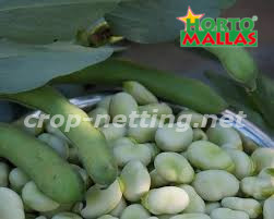 long beans crops 