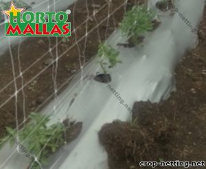 Crop netting installed on plants