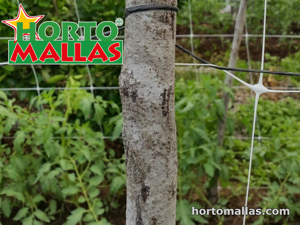 hortomallas trellis net used on garden for plant support